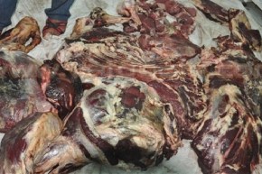 بالفيديو تحقيق يكشف السبب الحقيقي وراء اخضرار لحوم أضحية العيد