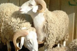 ؟50 ٪ من العائلات الجزائرية ستحرم من أضحية العيد