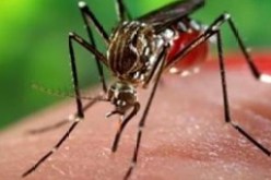 أول حالة إصابة بفيروس زيكا في جنوب إفريقيا