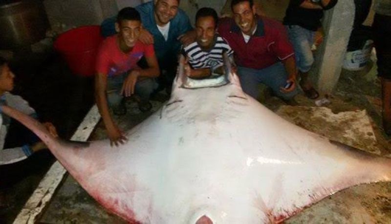 بالصور مجموعة من الصيادين يصطادون سمكة عملاقة في شواطئ بودواو
