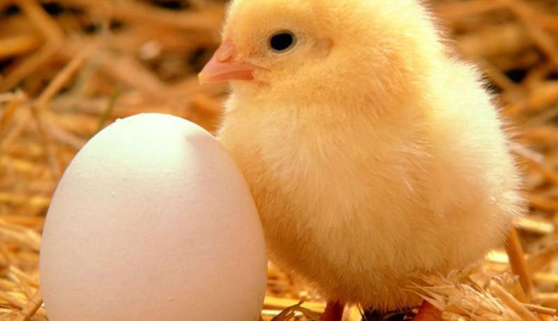 نفوق 6 ألاف كتكوت في حريق بمستغانم