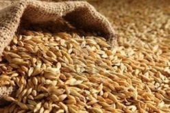 تراجع فاتورة واردات الحبوب خلال الأشهر الـ11 الأولى من 2016