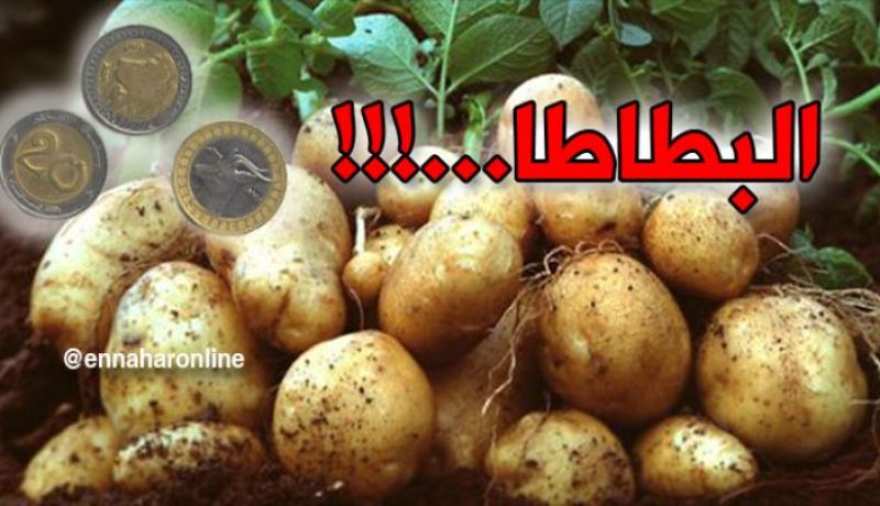 البطاطا 90 دج “كول يا ڨلّيل”