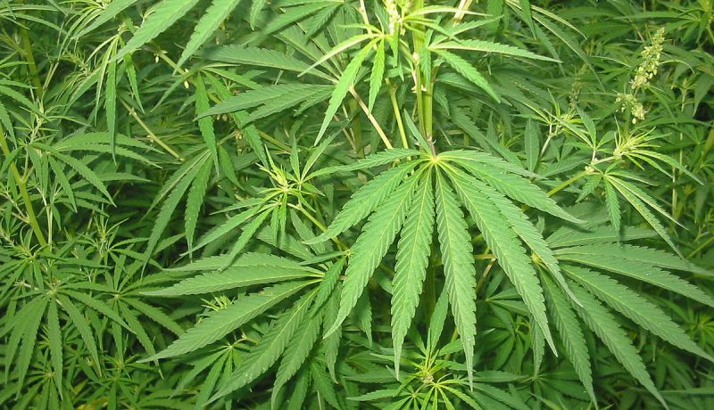 خياطي.. المغرب أكبر منتج عالمي للقنب الهندي والجزائر أول المستهدفين