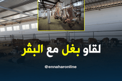 العثور على “بغل” ضمن أبقار موجهة للذبح بقسنطينة