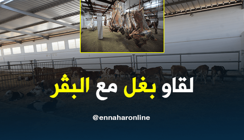 العثور على “بغل” ضمن أبقار موجهة للذبح بقسنطينة