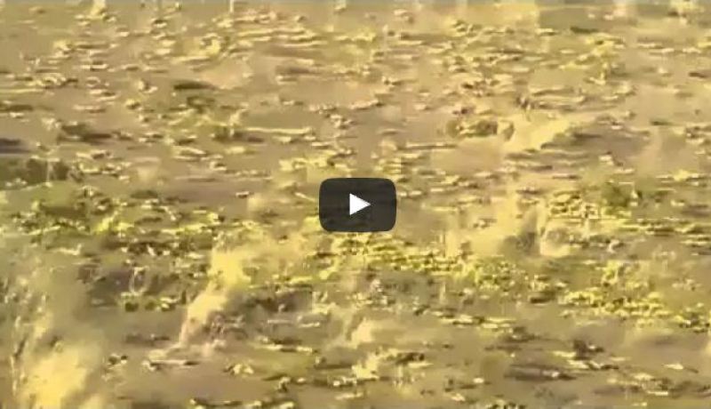 بالفيديو.. شاهد الجراد يغزو السعودية