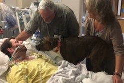 بالفيديو .. 12 مليون مشاهدة لكلب يودع صاحبه بالمستشفى