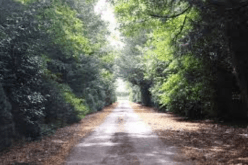 الطريق المنوّر في المنام… خروج من الحيرة مع الفرج