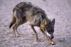 ذئب مسعور يعض كهلا ويدخله الإنعاش في تلمسان