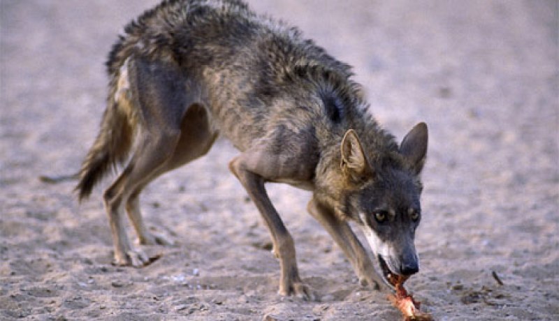 ذئب مسعور يعض كهلا ويدخله الإنعاش في تلمسان