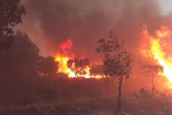 المدير العام للغابات: تم التحكم في كل الحرائق ومباشرة التحقيقات