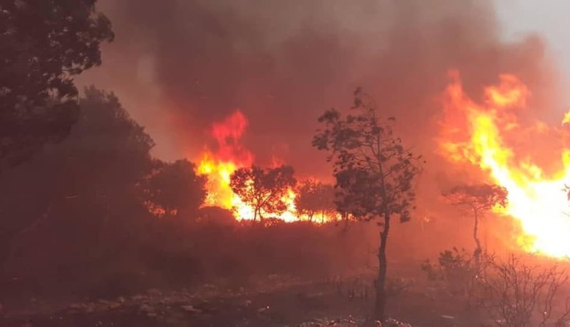 المدير العام للغابات: تم التحكم في كل الحرائق ومباشرة التحقيقات