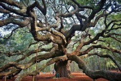 بالفيديو شجرة شيطانية تحترق في تجويفها الداخلي دون انبعاث الدخان