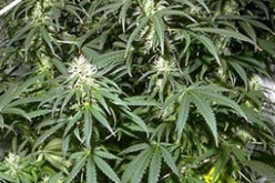 اكتشاف 10 شجيرات قنب هندي مغروسة في شوارع سوق نعمان بأم البواقي