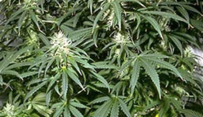 اكتشاف 10 شجيرات قنب هندي مغروسة في شوارع سوق نعمان بأم البواقي