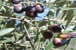 غراسة الزيتون بالمدية تتعثر أمام صعوبة التموين بالشتلات