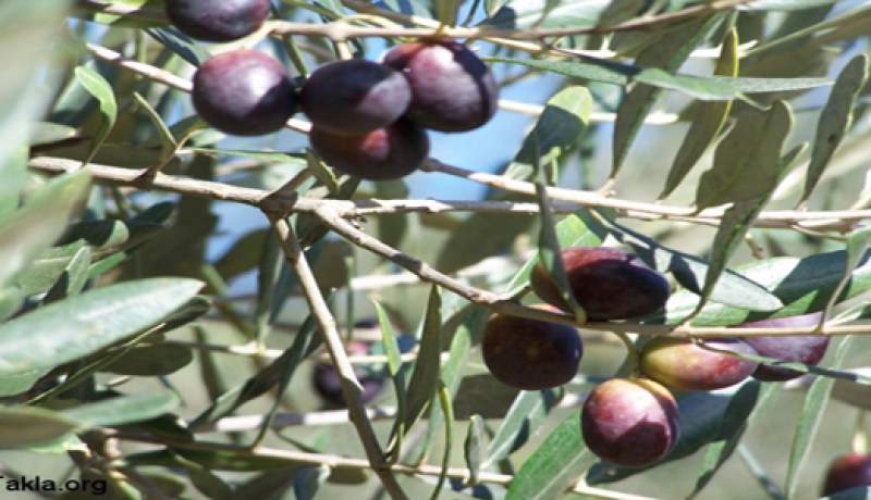 غراسة الزيتون بالمدية تتعثر أمام صعوبة التموين بالشتلات