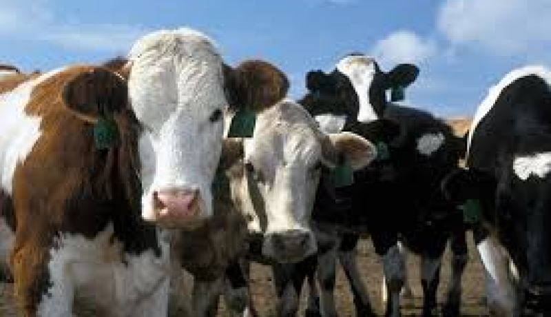 عليوي:عمليات التلقيح ضد الحمى القلاعية عرفت تحسنا بعد بداية صعبة