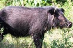 صينيون يبرمون صفقات سرية مع صيادين لتموينهم بلحوم الخنزير