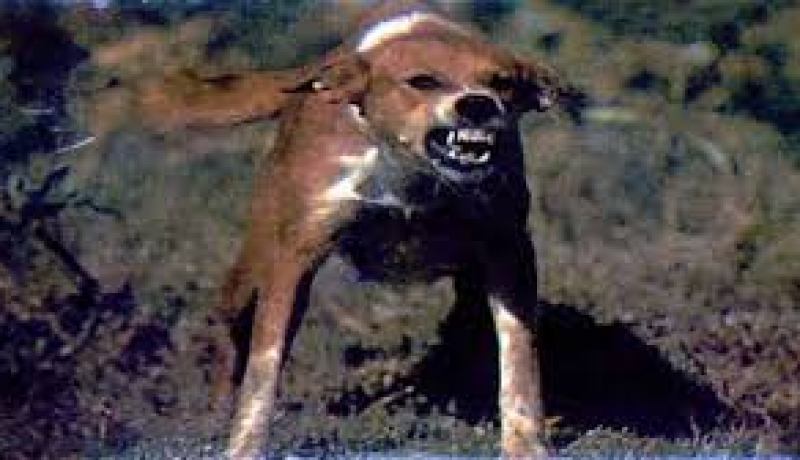 إصابة أربعة أشخاص جراء عضات كلب مسعور بثنية الحد في تيسمسيلت