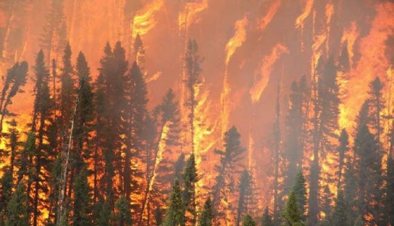 حرائق الغابات: 10 ولايات الأكثر تضرّرا والشرق في الصدارة