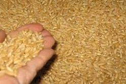 مصالح أمن تيارت تحجز 74 قنطارا من حبوب القمح اللين قديمة مسجلة على أنها من محاصيل الموسم الفلاحي الحالي