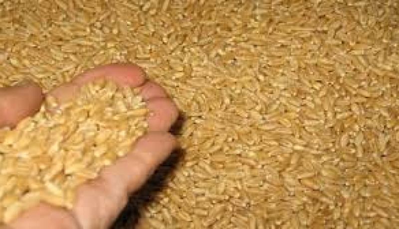 مصالح أمن تيارت تحجز 74 قنطارا من حبوب القمح اللين قديمة مسجلة على أنها من محاصيل الموسم الفلاحي الحالي
