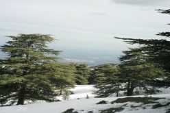 برنامج غرس 50 هكتارا من أشجار الأرز بمنطقة “غلاي” بالبليدة