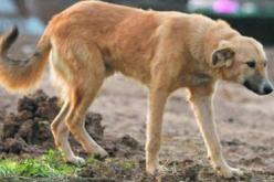 دخول 12 طفلا بباتنة إلى المستشفى بعد تعرضهم لعضات كلب ضال