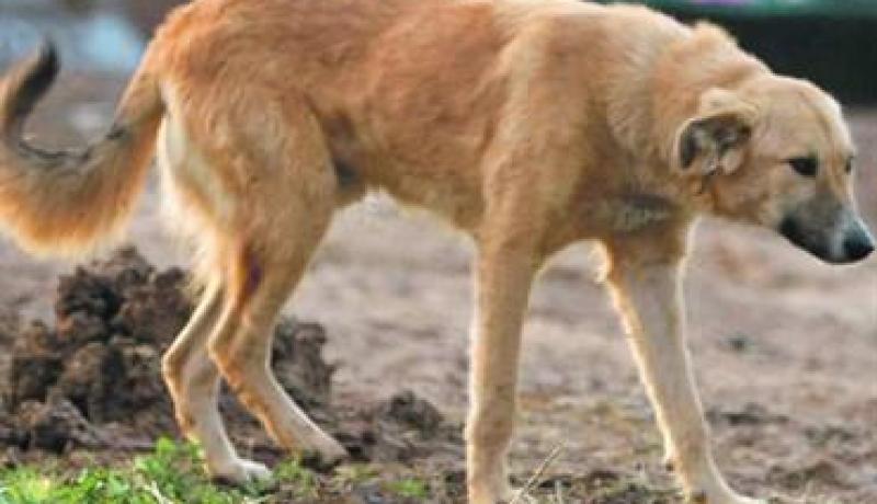 دخول 12 طفلا بباتنة إلى المستشفى بعد تعرضهم لعضات كلب ضال