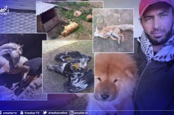 غليزان .. صاحب جناح تربية الحيوانات بحديقة مرجة سيدي عابد يوضح حول الصور المتداولة لنفوقها