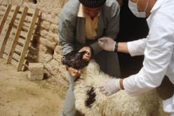 تلقيح بالمسيلة أزيد من 1 مليون رأسا من الماشية ضد مختلف الأمراض