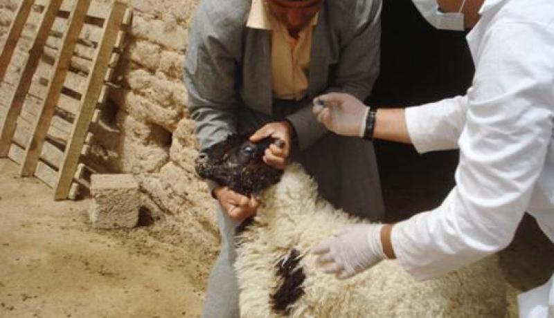 تلقيح بالمسيلة أزيد من 1 مليون رأسا من الماشية ضد مختلف الأمراض
