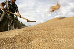 حبوب: من المتوقع أن يكون انتاج موسم 2012-2013 “جيدا”