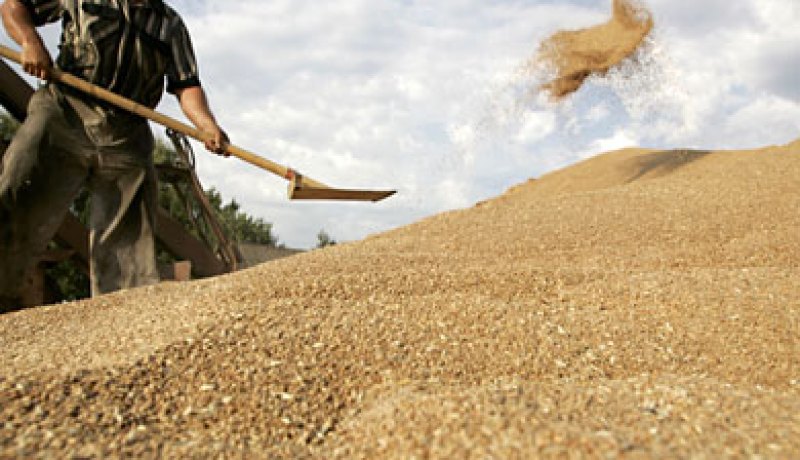 حبوب: من المتوقع أن يكون انتاج موسم 2012-2013 “جيدا”