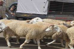 تمكنت مصالح الدرك الوطني بمستغانم من تفكيك عصابة مختصة في سرقة المواشي