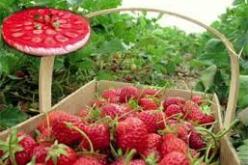 جيجل تحتفل بعيد الفراولة يوم الاثنين المقبل