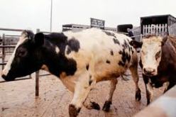 اكتشاف إصابة بقرة بداء الكلب في الجلفة