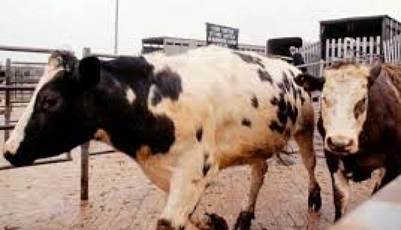 اكتشاف إصابة بقرة بداء الكلب في الجلفة