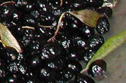 حجز حوالي 11 قنطارا من الزيتون الأسود غير صالحة للاستهلاك بسوق أهراس