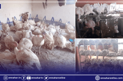 حجز 6 قناطير لحوم بيضاء فاسدة في مداهمة لمزرعة بوهران