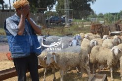 تفكيك عصابة مختصة في سرقة المواشي في مدريسة بتيارت