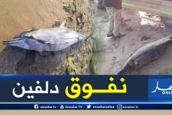 عين تموشنت.. نفوق دلفين بشاطئ رشقون في بني صاف