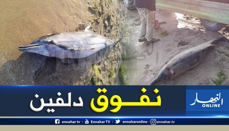 عين تموشنت.. نفوق دلفين بشاطئ رشقون في بني صاف
