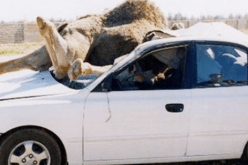 3 جرحى إثر إصطدام سيارة بجملين في تبسة