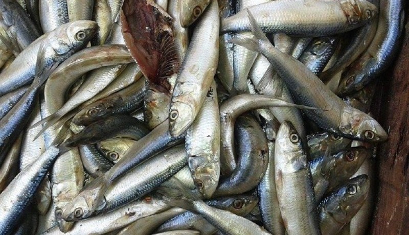 حجز قرابة الطن من السمك الفاسد بالبيض