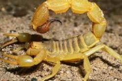 تسجيل بالبيض 227 حالة تسمم عقربي منذ بداية السنة