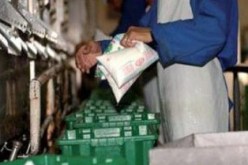 ندرة الحليب المسجلة في السوق تخرج عن نطاق مركب الحليب للجزائر