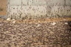 مديرية الفلاحة لم تسجل أي نشاط إلى حد الآن للجراد الجوال بمختلف مناطق بشار